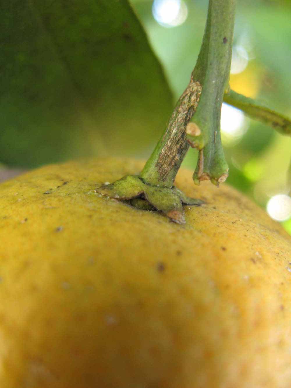            Fruit (Winter Haven, FL)   